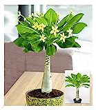 BALDUR Garten Hawaii-Palme, 1 Pflanze, Zimmerpflanze blühend Brighamia insignis, Vulkanpalme, exotische Zimmerpflanze, mehrjährig - frostfrei halten, Wasserbedarf gering, blühend