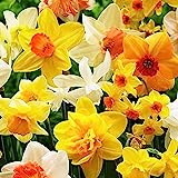 COOTO Garden 15 Stück Blumenzwiebeln Narzissen Gartenzwiebeln Narzissen zwiebeln mix