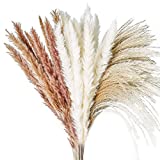 Janice Ky 60Stck 65cm Natürliche Pampasgras Getrocknet Mit 3 Flauschige und Schwungvolle Trockenblumen Getrocknete Blumenfür Hochzeit Blumenarrangements Home Décor