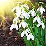 Benoon Schneeglöckchen Galanthus Samen, 200 Stück/Beutel Schneeglöckchen Galanthus Samen Lebensfähig Schnelles Wachstum Staude Gut Angepasste Duftende Blumen-Bonsai-Sämlinge Für Den Balkon Samen