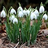 Luojuny Schneeglöckchen-Samen, 300 Stück/Beutel, glockenförmige Galanthus Nivalis-Samen, dekorative, hochkeimende Landschaftsbau-Schneeglöckchen-Samen für Zuhause Samen