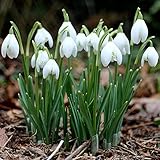 300 Stücke Glockenform Galanthus Nivalis Samen Zierpflanzen Hohe Keimung Landschaftsbau Schneeglöckchen Samen für Zuhause Samen