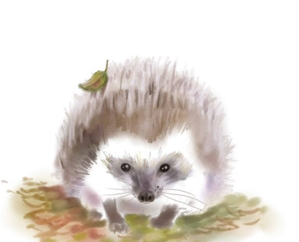 igel-malen-schritt-fuer-schritt-dekoking-com-1