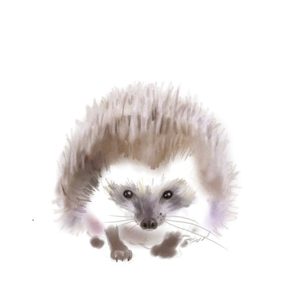 igel-malen-schritt-fuer-schritt-dekoking-com
