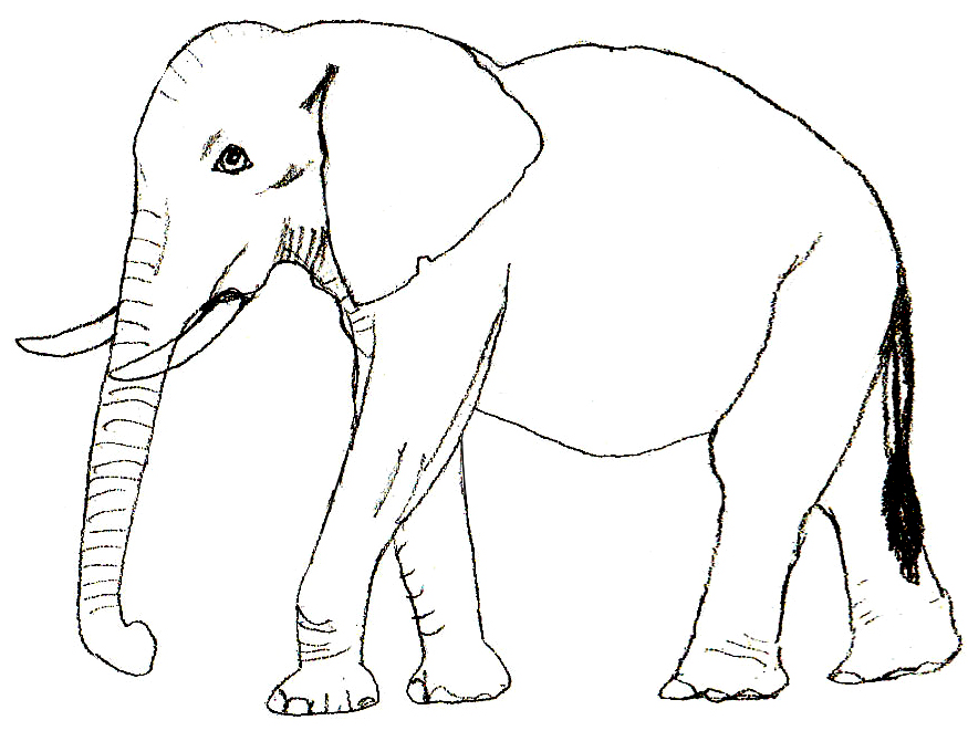 18-schoene-ausmalbilder-elefant-dekoking-com