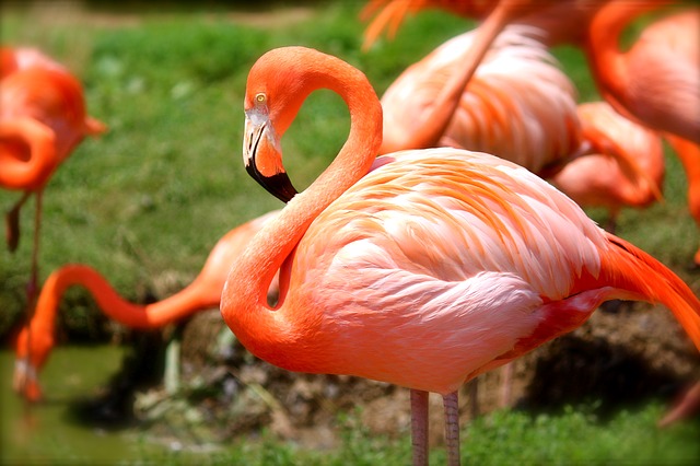 Flamingo zeichnen lernen