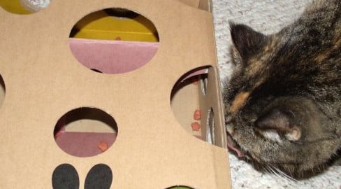 spielzeug-fuer-eine-katze-aus-einer-pappschachtel 03