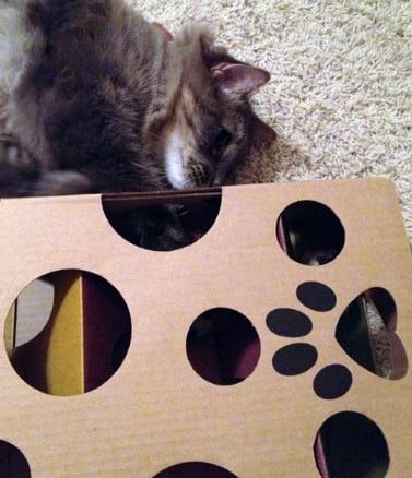 spielzeug-fuer-eine-katze-aus-einer-pappschachtel 04