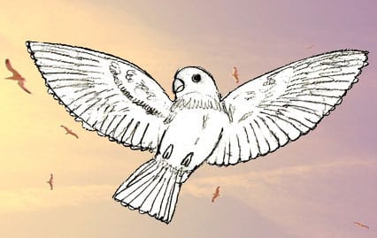 vogel-zeichnen-lernen-6