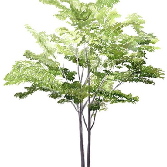 baum-einfach-zeichnen-7