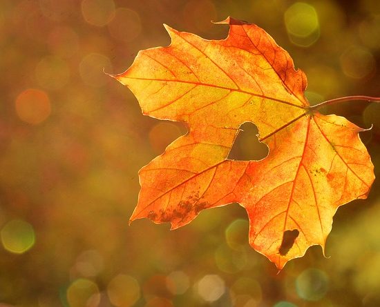 herbstliche deko aus naturmaterialien 1