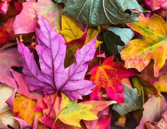 wandbild-aus-herbstlaub-basteln-4