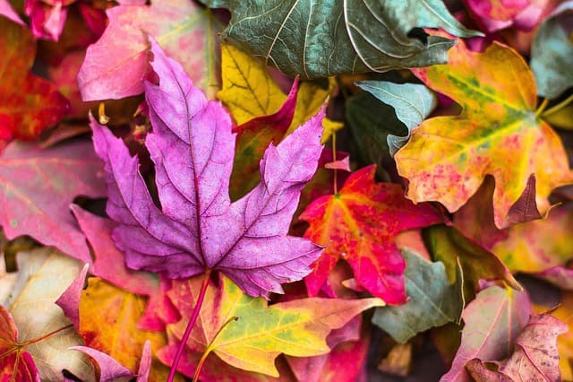 wandbild-aus-herbstlaub-basteln-4