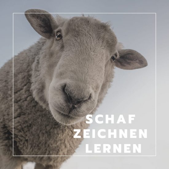 Schaf zeichnen lernen